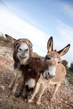 two donkeys standing next to each other on a hill