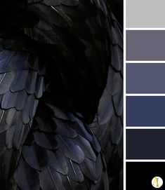 an image of a black bird with blue and grey colors in it's wings