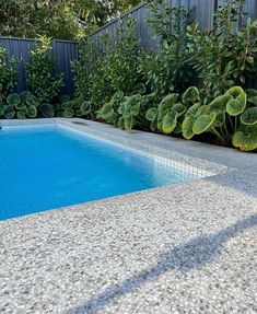 an empty swimming pool surrounded by greenery and shrubbery in the back yard, next to a fence