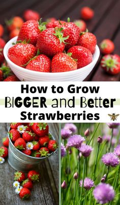 how to grow bigger and better strawberries