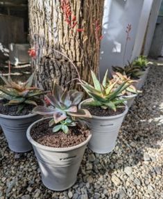 three potted plants sitting next to a tree