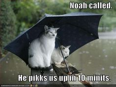 two cats sitting under an umbrella with caption that says noah called he picks up in 10 seconds