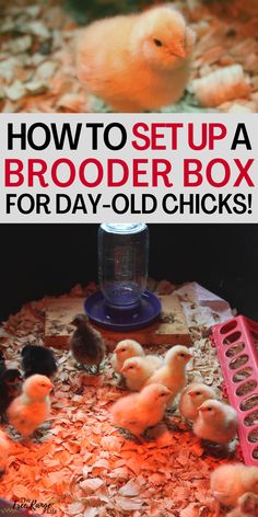 how to set up a broder box for day - old chicks in the chicken coop