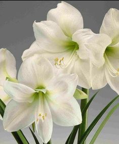 three white flowers with green stems in a vase