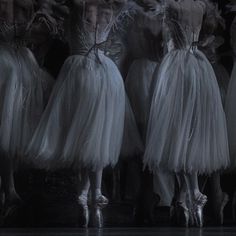 several ballerinas in tulle skirts are lined up