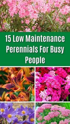 flowers with the words 15 low maintenance perennials for busy people in green and pink