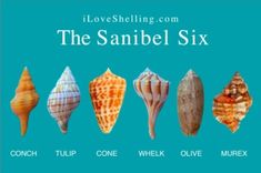 the seven seashells are shown in different colors