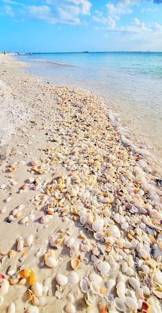 many seashells are on the beach near the water