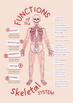 the skeletal skeleton and its functions are labeled in red text on a light pink background