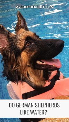 a german shepherd dog wearing a life jacket in a pool with the caption do german shepherds like water?