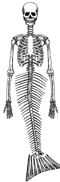 the skeleton is shown in black and white, but it appears to be from an old book