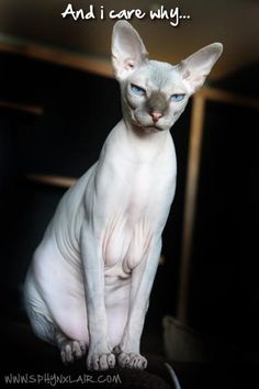 a sphy cat sitting on top of a table with a caption above it