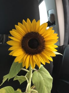 a large sunflower sitting on top of a green plant