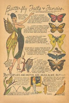 an old book with pictures of butterflies and other things on the page, which is written in