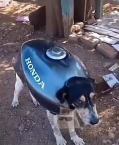 a dog standing next to a blue and black boat