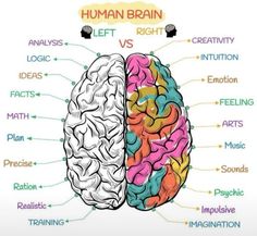 the human brain and its functions are shown in this graphic above it's description