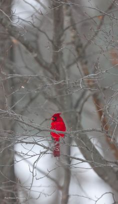 a red bird sitting on top of a tree branch