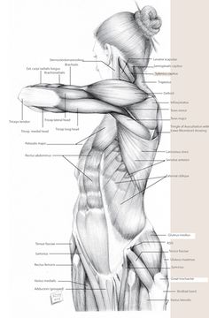 the muscles are labeled in this diagram, and there is also an image of what they look like