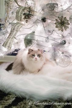 a cat sitting in front of a white christmas tree