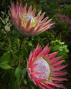 two pink flowers with green leaves in the foreground