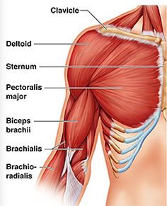 the muscles are labeled in this diagram, and there is also an image of them