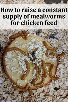 the words how to raise a constant supply of mealworms for chicken feed