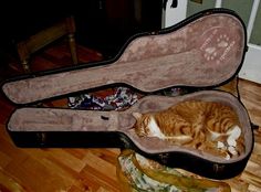 an orange and white cat laying in a black guitar case