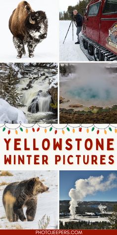 yellowstone winter pictures with the words yellowstone written in red and surrounded by images of animals