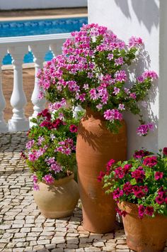 pink and white flowers in pots next to a pool