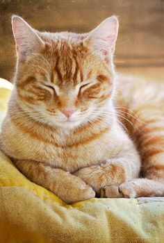 an orange and white cat laying on top of a bed next to a pillow with its eyes closed