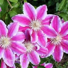 pink flowers are blooming in the garden