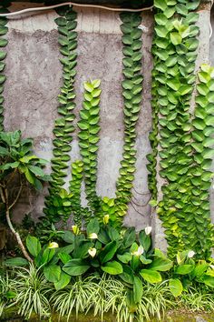 green plants growing on the side of a building