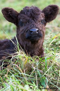 a baby cow laying in the grass looking at the camera with an alert look on its face