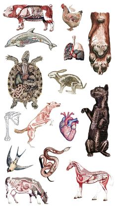 an image of various animals and their body parts