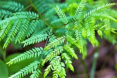 closeup of green leaves in the forest