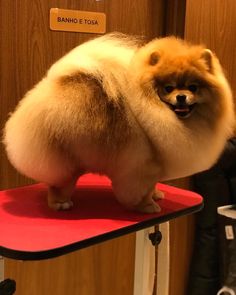 a small dog standing on top of a table