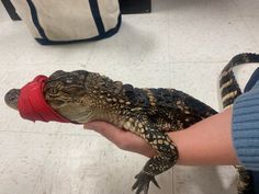 a person holding an alligator with a red glove on it's head, in front of a white tiled floor