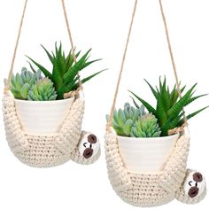 two hanging planters with succulents in them, one holding a teddy bear