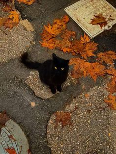 a black cat sitting on the ground surrounded by leaves