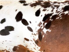 a close up view of the back end of a spotted cow's head and neck