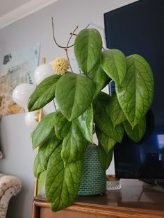 a green potted plant sitting on top of a wooden table next to a tv