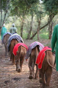 three elephants walking down a dirt road with people in green coats on them and trees behind them