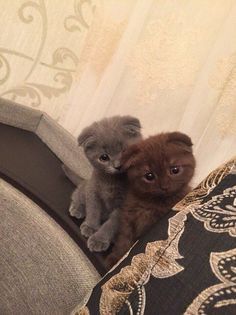 two kittens are sitting on the arm of a couch and one is looking at the camera