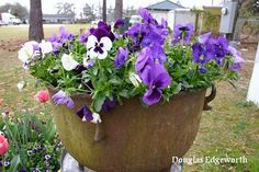 purple and white pansies in a pot outside