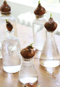 four glass bottles with small flowers in them