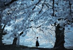 a woman standing under a tree with white flowers in the foreground and water in the background