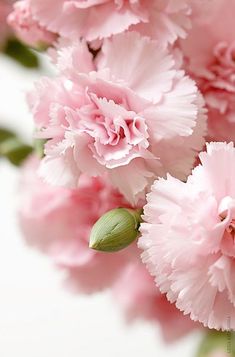 pink carnations with green leaves and buds