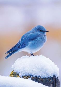 a blue bird sitting on top of a wooden post covered in snow