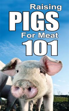 the cover of raising pigs for meat 1011, with an image of a pig