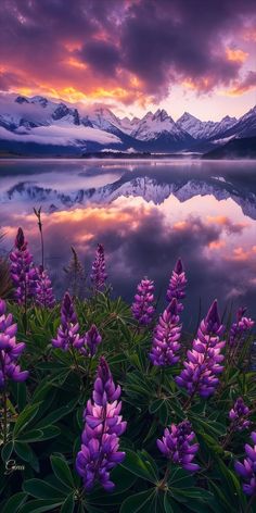 purple flowers are blooming in front of a mountain lake